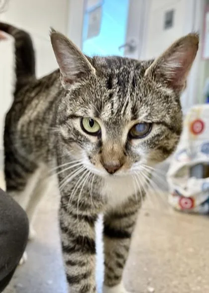 An adult medium-sized male Domestic Short Hair cat named Cider for adoption in Madison, NJ