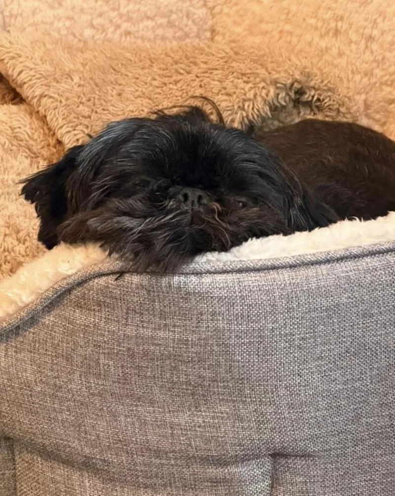 An adult small-sized female Shih Tzu dog named Peaches for adoption in Forney, TX