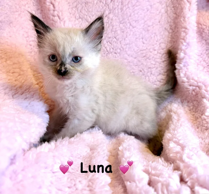 A baby medium-sized female Cream Point Siamese cat named Lacey And Luna for adoption in Copley, OH
