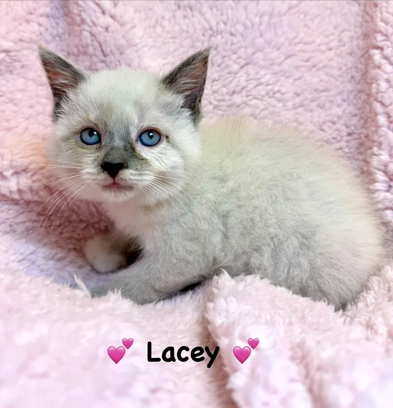 Lacey And Luna thumbnail 2