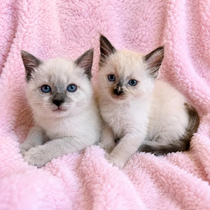 Lacey And Luna thumbnail 3