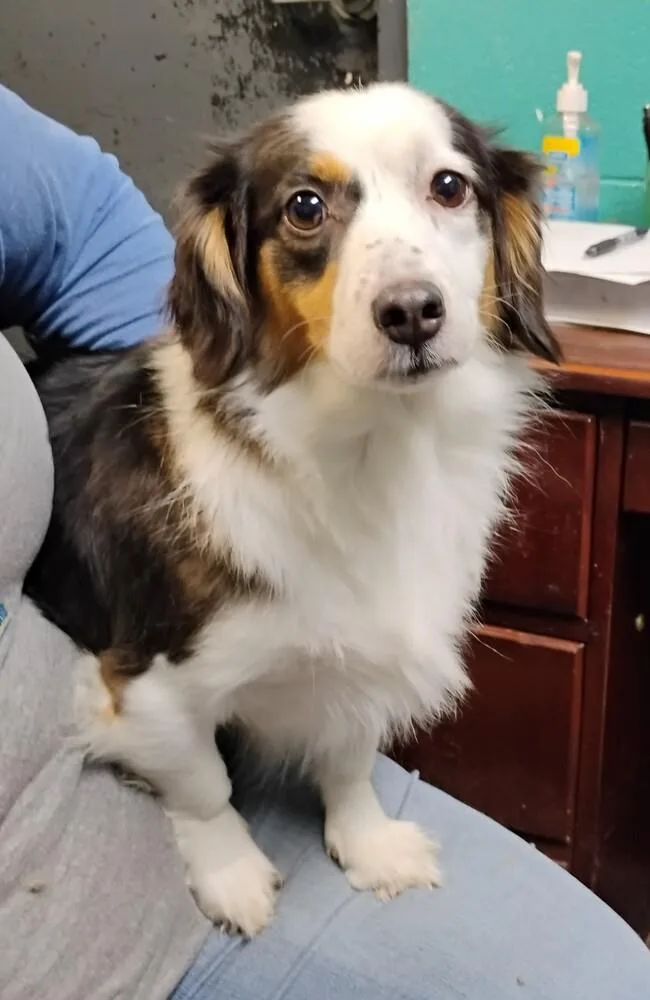 An adult small-sized female Tricolor (Brown, Black, & White) Terrier dog named Daphne for adoption in New Lexington, OH