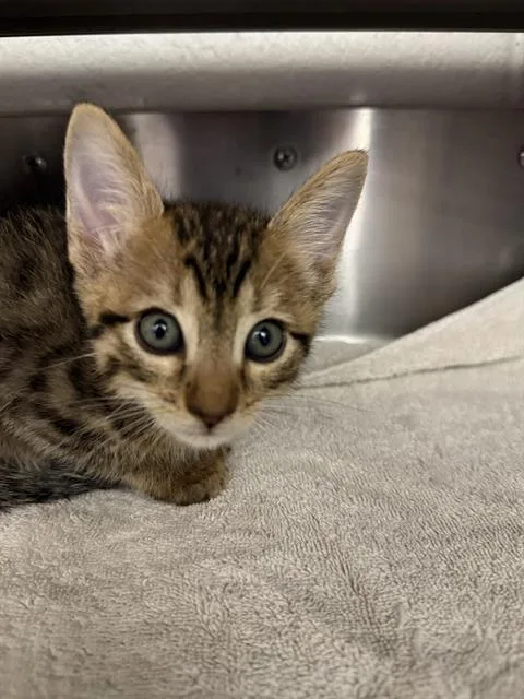 A baby small-sized male Domestic Short Hair cat named Mo for adoption in Chula Vista, CA