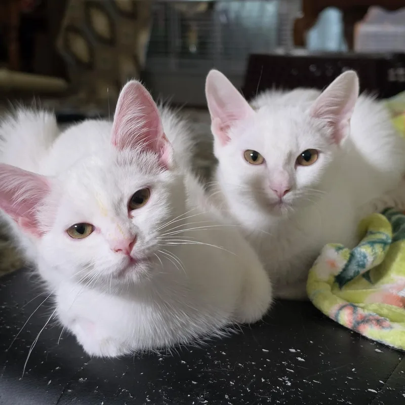 A baby medium-sized female White Domestic Short Hair cat named Sophia & Aurora for adoption in Sacramento, CA