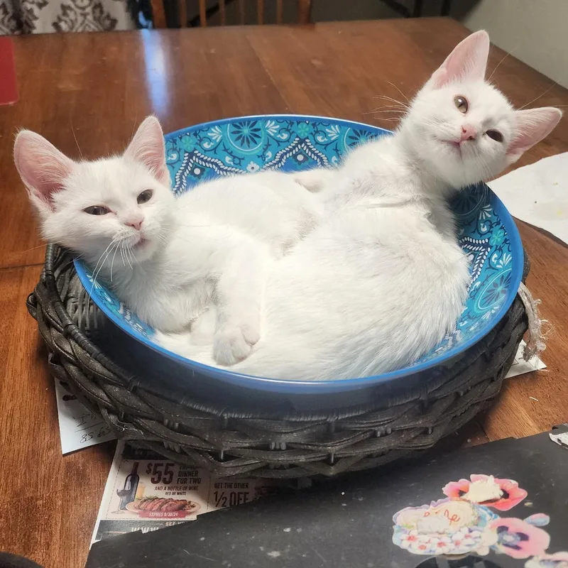 Sophia & Aurora thumbnail 2