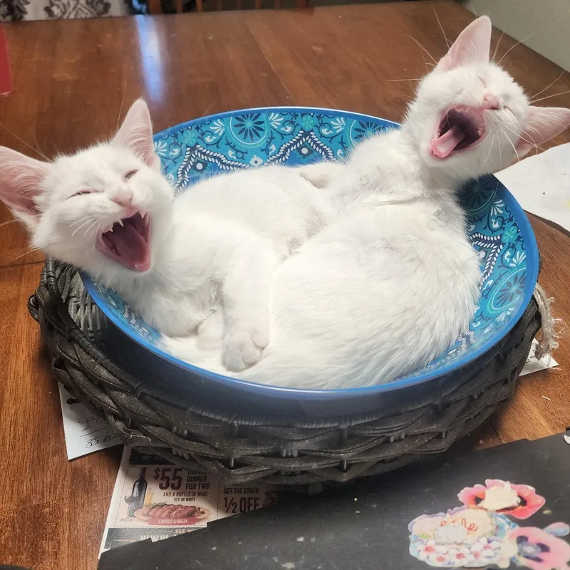 Sophia & Aurora thumbnail 3