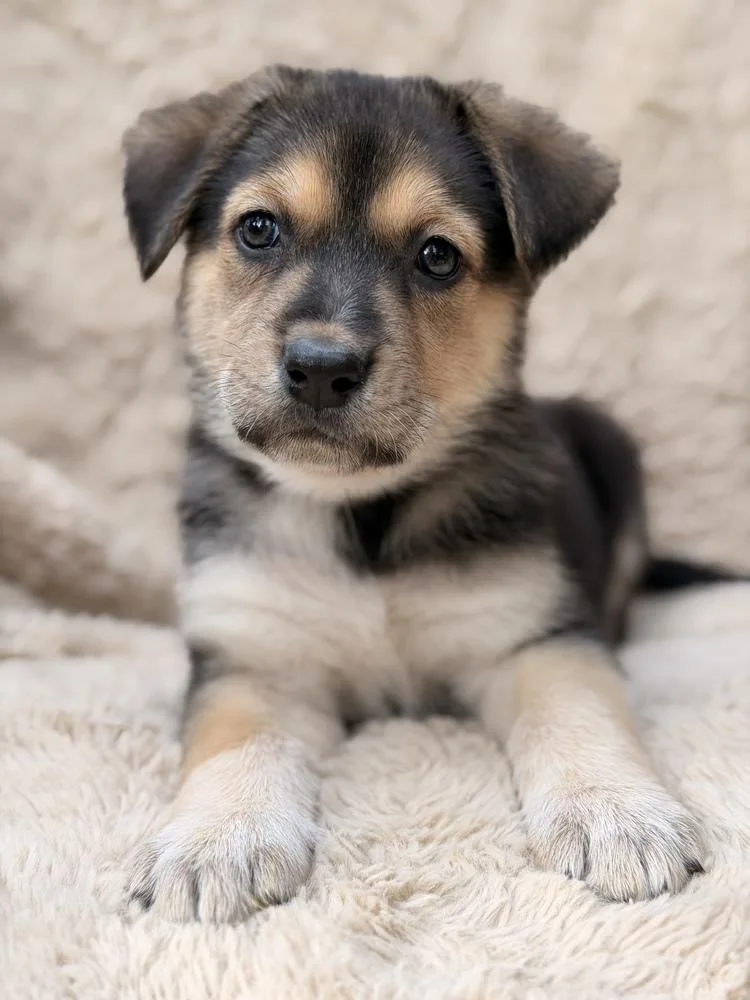 A baby large-sized female Brown / Chocolate German Shepherd Dog dog named Clara for adoption in Pleasant Hill, CA