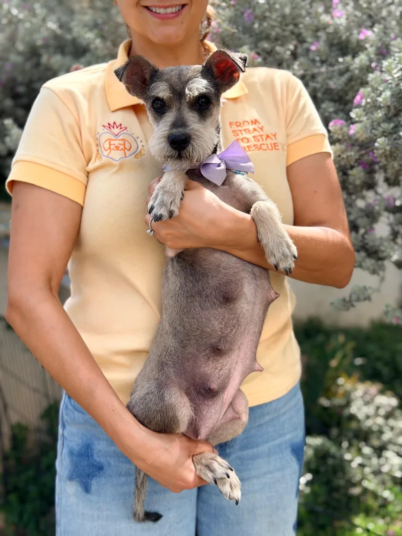 A young small-sized female Wirehaired Terrier dog named Hashi for adoption in Manvel, TX