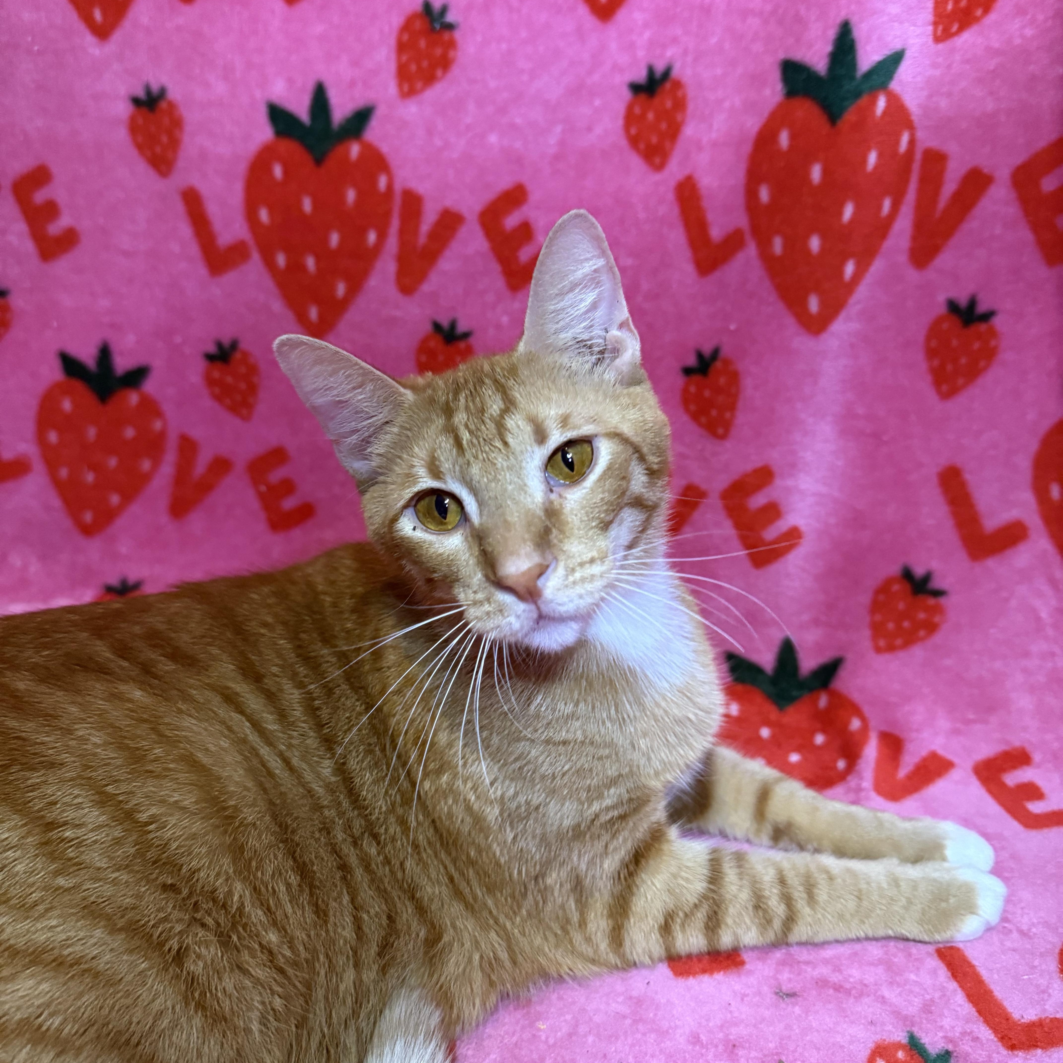 A young large-sized male Domestic Short Hair cat named Leo for adoption in Miami, FL