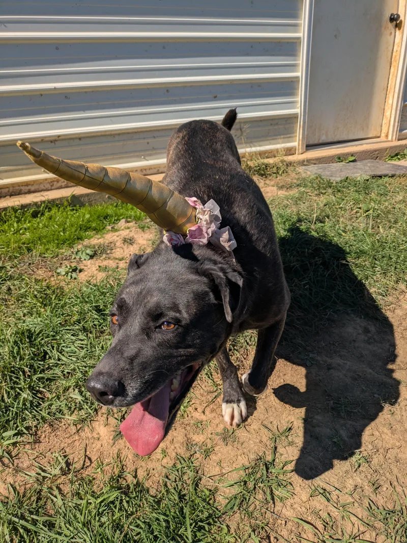 Isabelle thumbnail 3