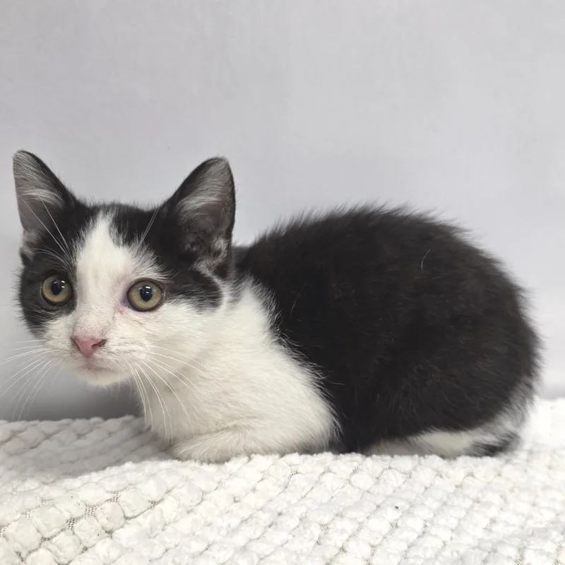 A baby small-sized male Black Domestic Short Hair cat named Zebracake for adoption in Fort Wayne, IN