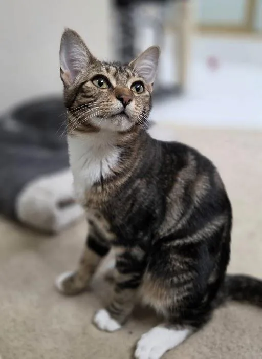 A baby medium-sized female Domestic Short Hair cat named Constantinople for adoption in Renton , WA