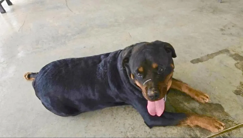 An adult extra large-sized female Rottweiler dog named Sister for adoption in Maryville, TN