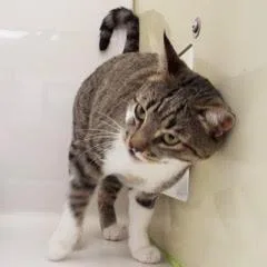 A young large-sized male Tabby (Gray / Blue / Silver) Tabby cat named Shamrock for adoption in Green Valley, AZ