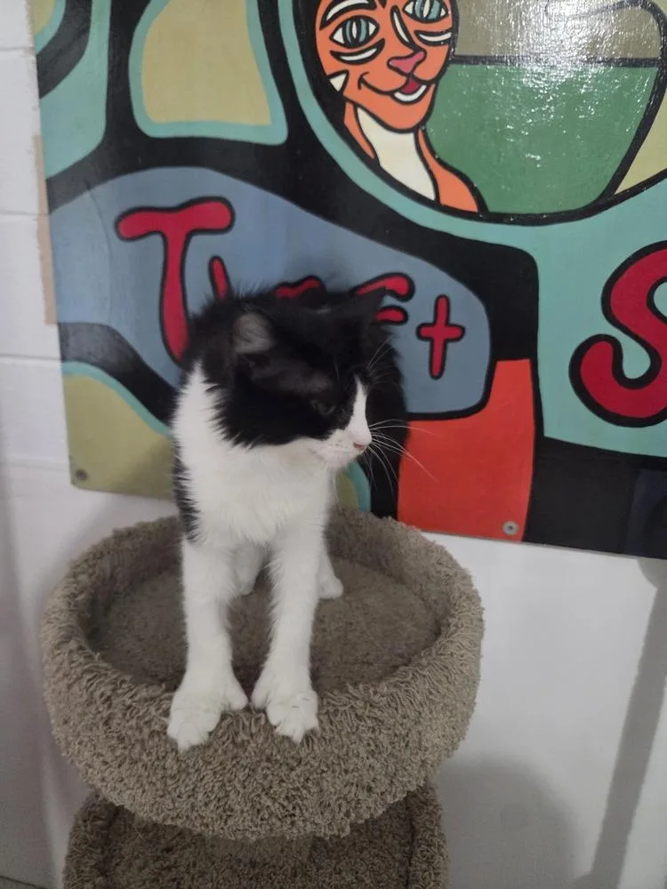 Pepper thumbnail 4