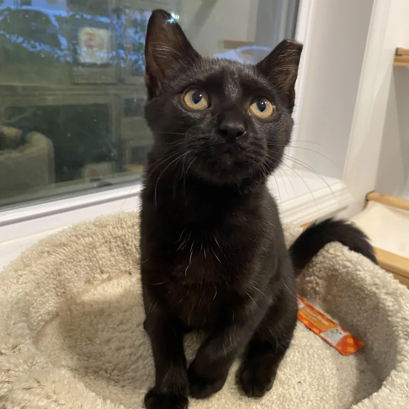 A baby small-sized female Black Domestic Short Hair cat named Midnight for adoption in Nashville, TN