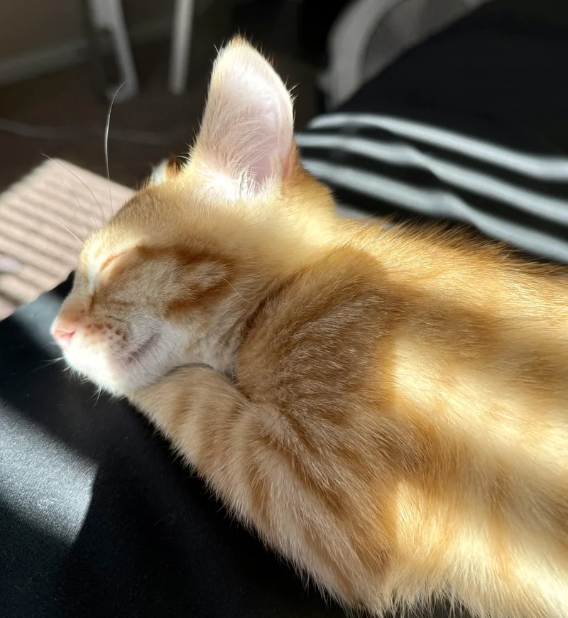 A baby small-sized male Tabby (Orange / Red) Domestic Short Hair cat named Rooster for adoption in Silverton, OR