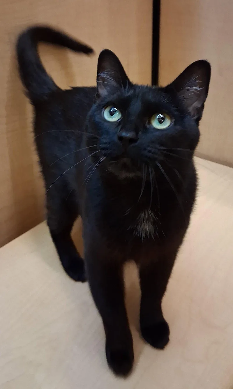 An adult medium-sized female Domestic Short Hair cat named Birdo @medina Petsmart for adoption in Cuyahoga Falls, OH