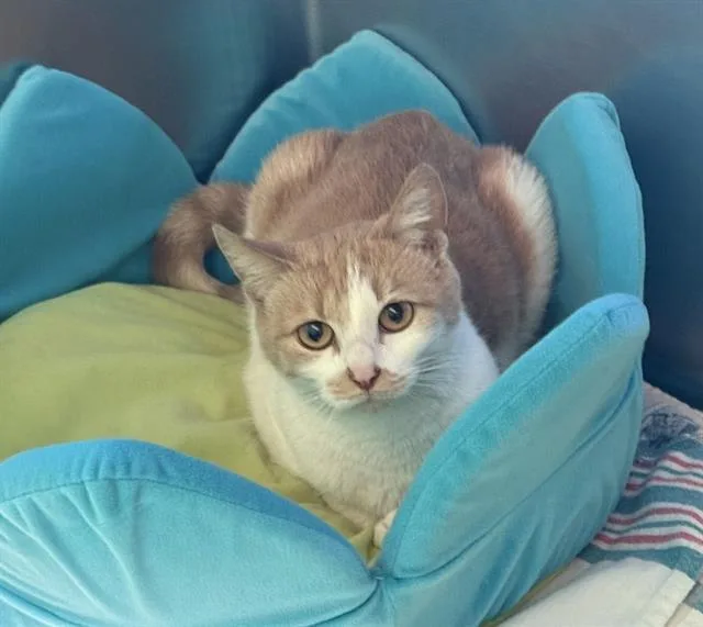 A young medium-sized female Domestic Short Hair cat named Gooz for adoption in Boston, MA