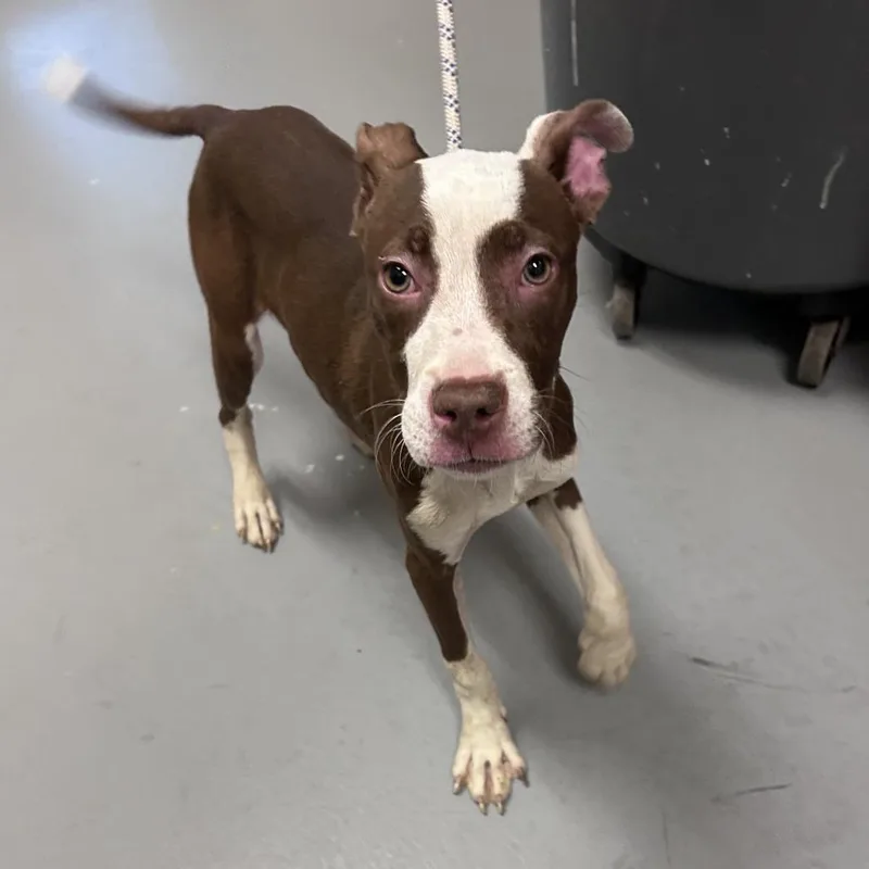A baby small-sized male Brown / Chocolate Mixed Breed dog named Twin for adoption in Asheville, NC