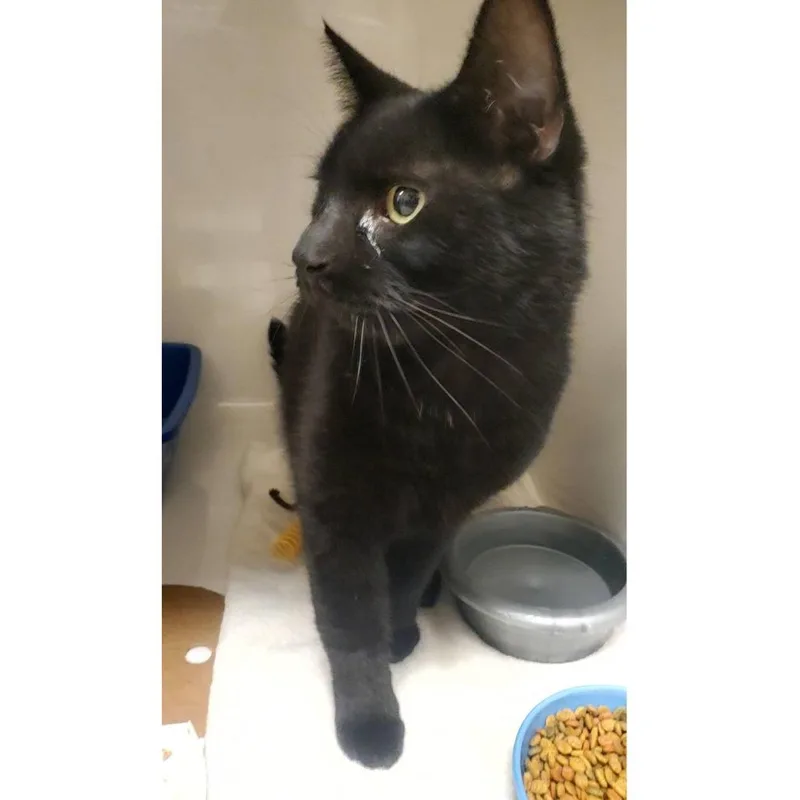 An adult large-sized male Domestic Short Hair cat named Dave The Magical Cheese for adoption in Novelty, OH