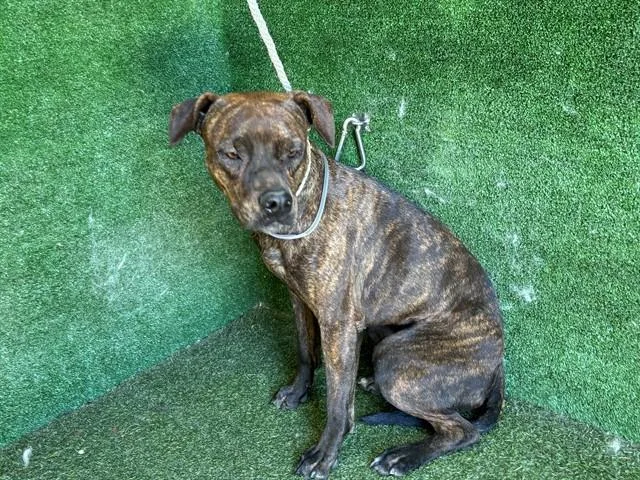 A young medium-sized female Doberman Pinscher dog named Brownie for adoption in Lancaster, CA