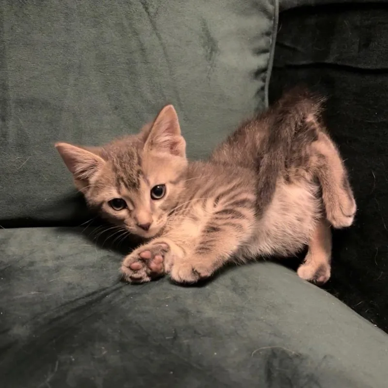A baby small-sized male Gray / Blue / Silver Domestic Short Hair cat named Muskrat for adoption in Garfield, AR
