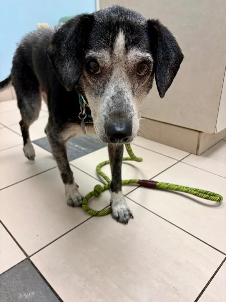 A senior medium-sized male Mixed Breed dog named Yoda for adoption in Hampton, VA