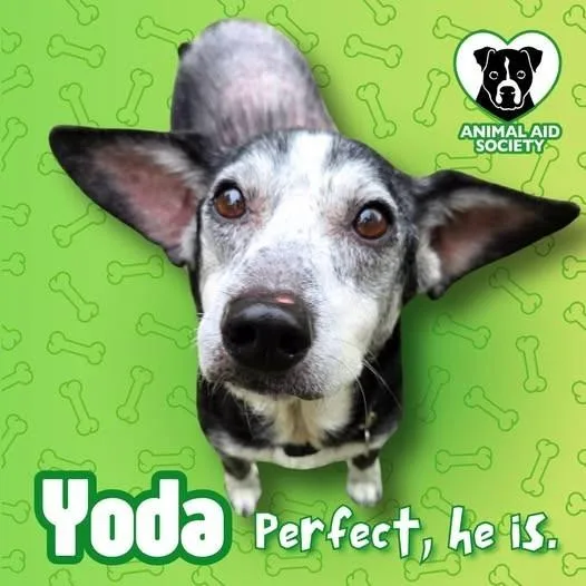 Yoda thumbnail 2