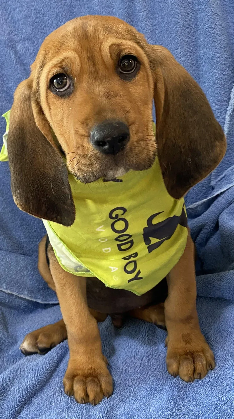 A baby large-sized male Bloodhound dog named Whiskey for adoption in Newport, KY