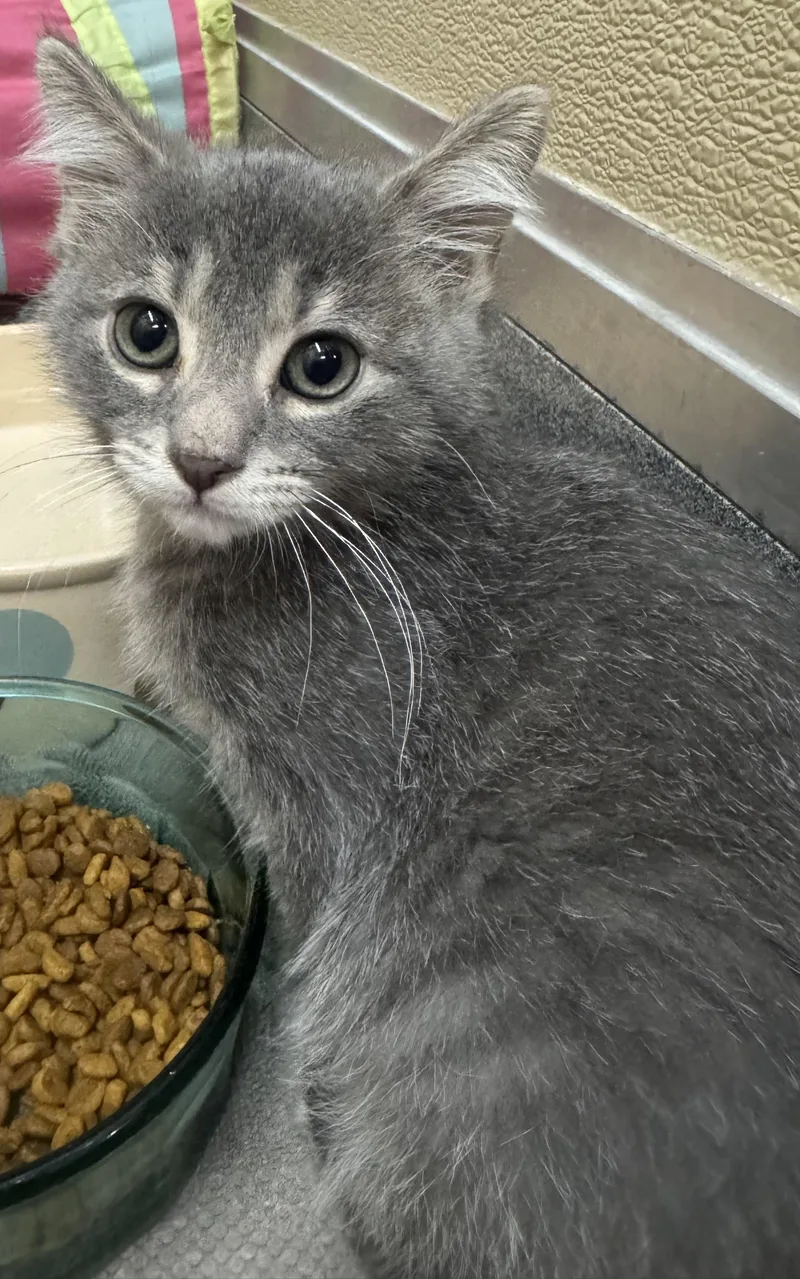 A baby medium-sized male Tabby (Gray / Blue / Silver) Domestic Short Hair cat named Evinrude for adoption in Tomah, WI
