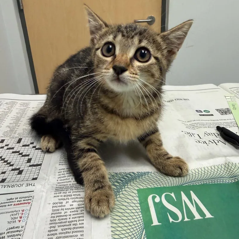 A baby small-sized female Brown / Chocolate Domestic Short Hair cat named Cobweb for adoption in Jacksonville, FL
