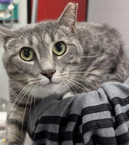 An adult medium-sized female Domestic Short Hair cat named Lucy for adoption in West Chester, PA