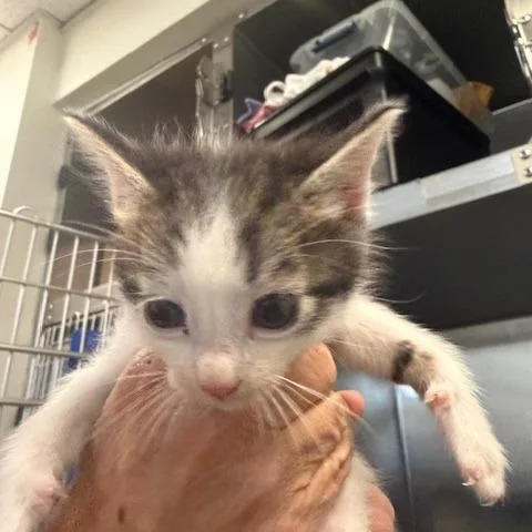 A baby small-sized male White Domestic Short Hair cat named Leonardo for adoption in Los Angeles, CA