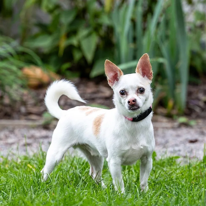 A senior small-sized male White / Cream Chihuahua dog named Bongo for adoption in Council Bluffs, IA