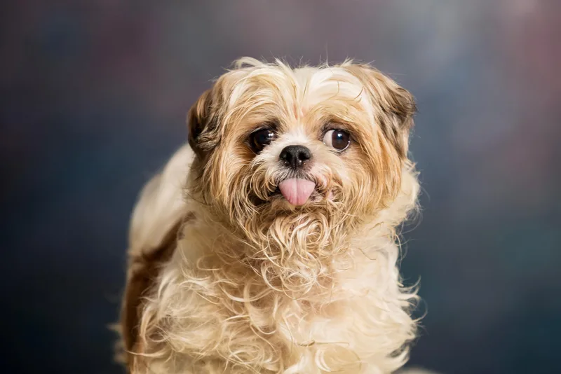 An adult small-sized male White / Cream Shih Tzu dog named Fritzy for adoption in Seville, OH
