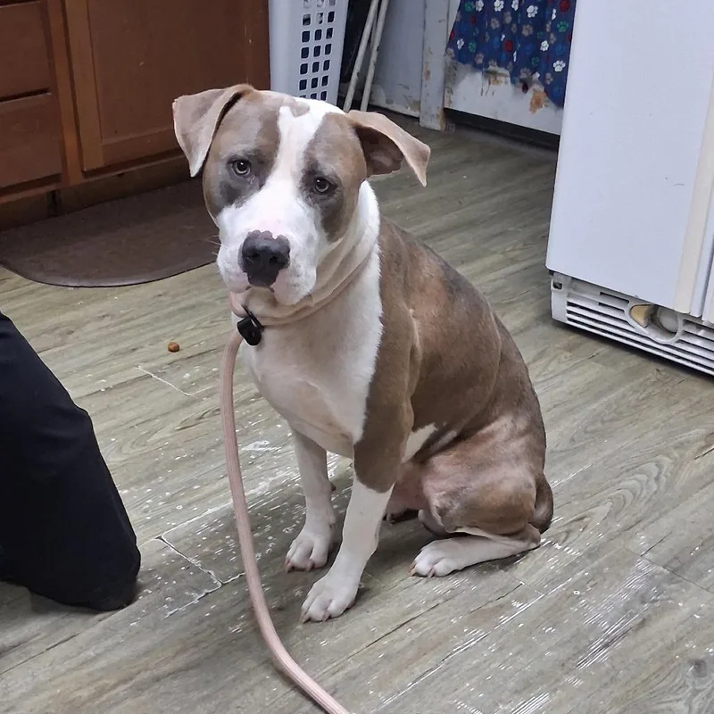 An adult medium-sized male Mixed Breed dog named Nugget for adoption in Summerville, SC