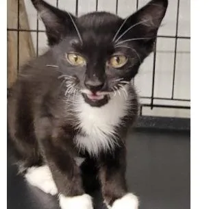 A baby small-sized male Black Domestic Short Hair cat named Tux for adoption in New York, NY