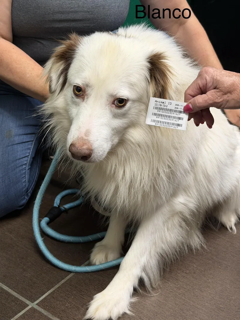 A young medium-sized male White / Cream Australian Shepherd dog named Blanco for adoption in Blue Springs, MO