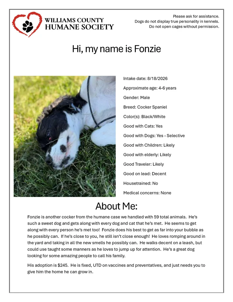 An adult medium-sized male Black Cocker Spaniel dog named Fonzie for adoption in Bryan, OH