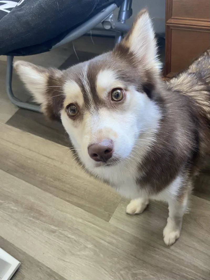 A young small-sized female Red / Chestnut / Orange Pomsky dog named Sage for adoption in Winston, OR