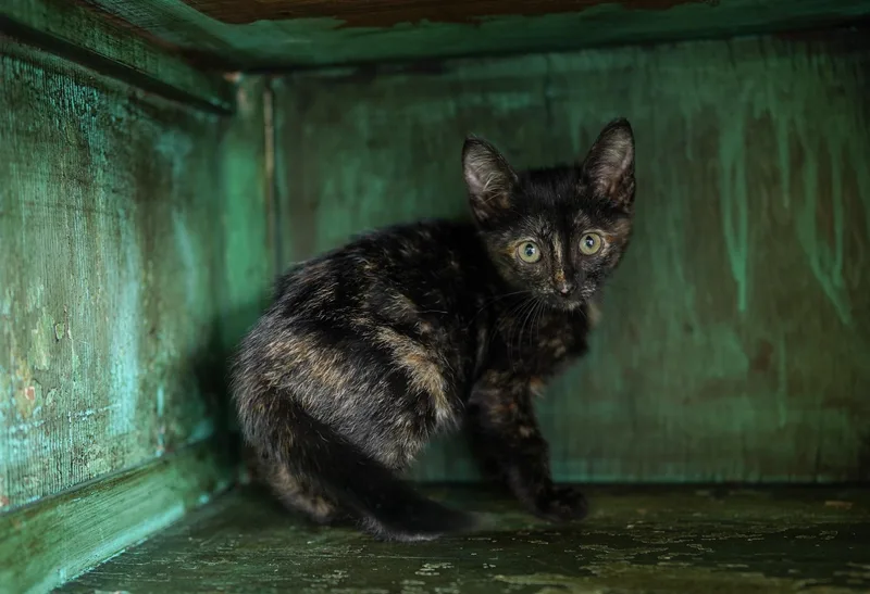 Magnolia thumbnail 2