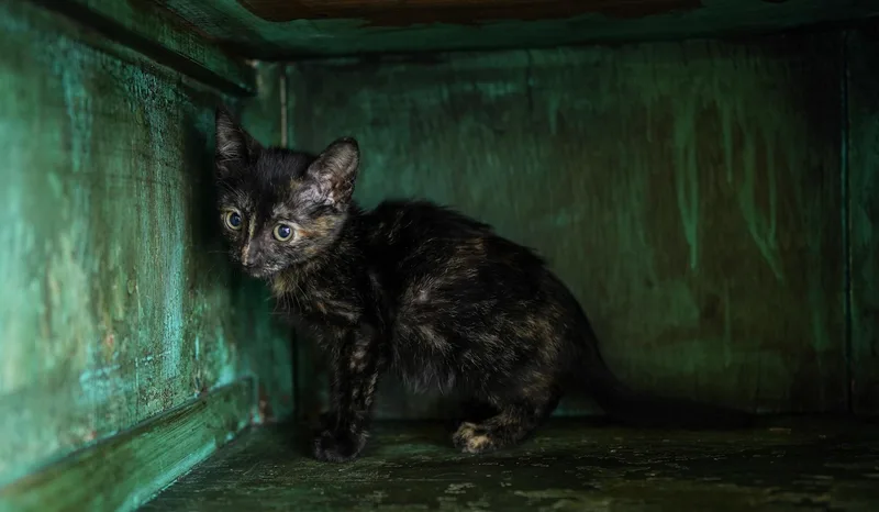 Magnolia thumbnail 3