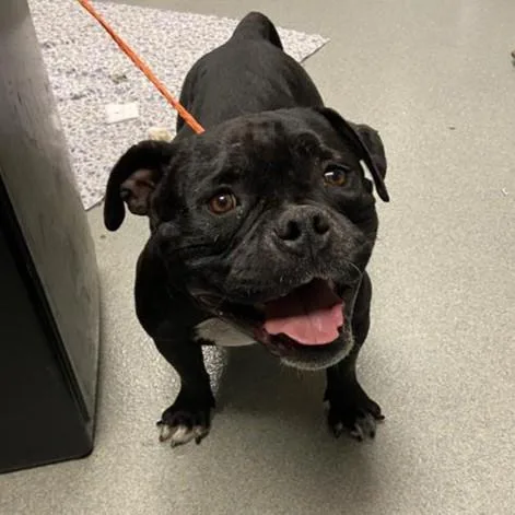 A young medium-sized female Pit Bull Terrier dog named Elle for adoption in Ontario, CA