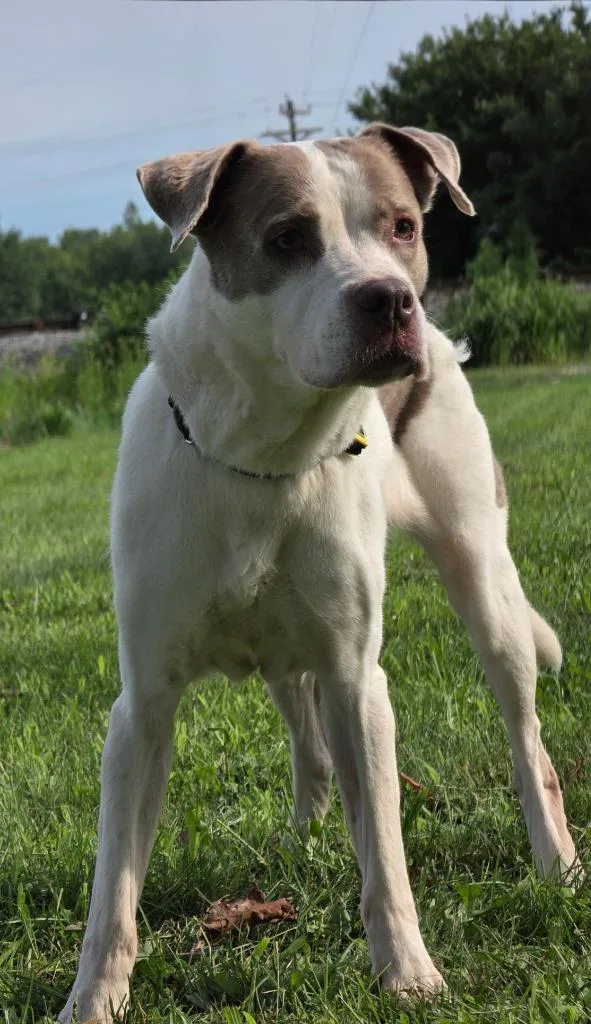 A senior medium-sized female Pit Bull Terrier dog named Delilah for adoption in Huntington, IN