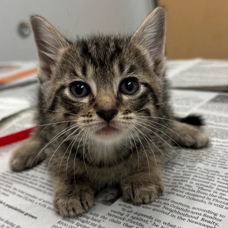 A baby small-sized female Brown / Chocolate Domestic Short Hair cat named Hazelnut for adoption in Jacksonville, FL