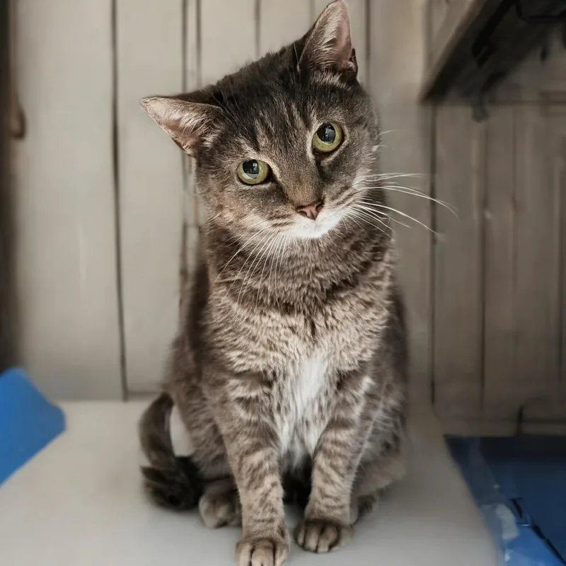 An adult medium-sized female Domestic Short Hair cat named Alberta for adoption in Toms Brook, VA