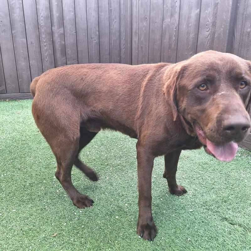 An adult large-sized male Brown / Chocolate Chocolate Labrador Retriever dog named Big Hersh for adoption in LOXAHATCHEE, FL
