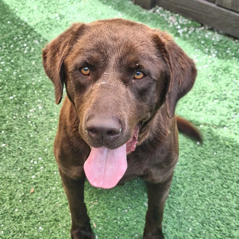 Big Hersh thumbnail 2