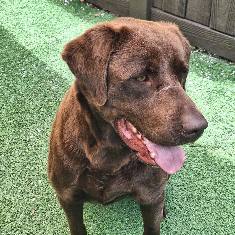 Big Hersh thumbnail 3